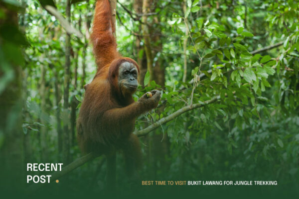 Best-Time-to-Visit-Bukit-Lawang-for-Jungle-Trekking