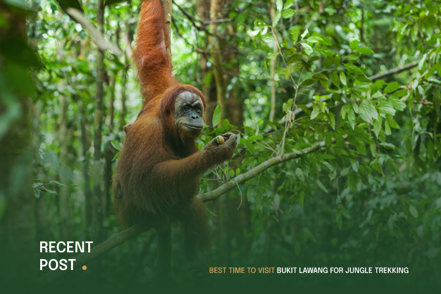Best-Time-to-Visit-Bukit-Lawang-for-Jungle-Trekking