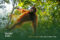 Orangutan-Trekking-in-Bukit-Lawang-Complete-Guide