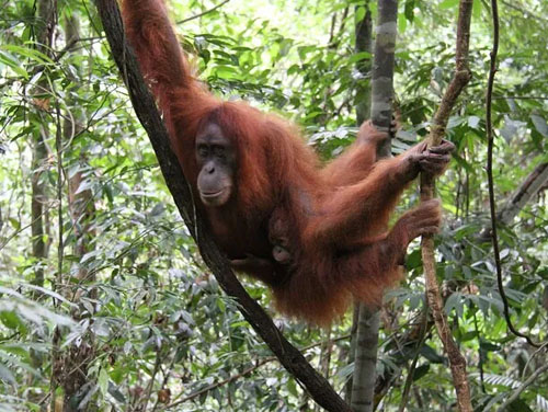 Sumatran Hidden Track (8) Sumatran Hidden Track (8)