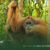 What-to-Expect-on-a-Jungle-Trek-in-Sumatra