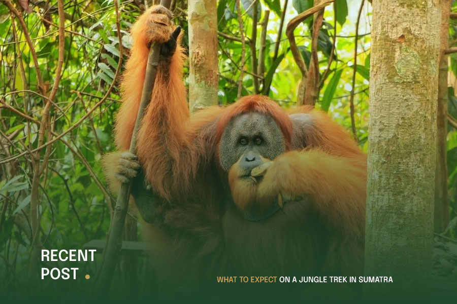 What-to-Expect-on-a-Jungle-Trek-in-Sumatra
