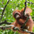 Orangutan Trekking Sumatra