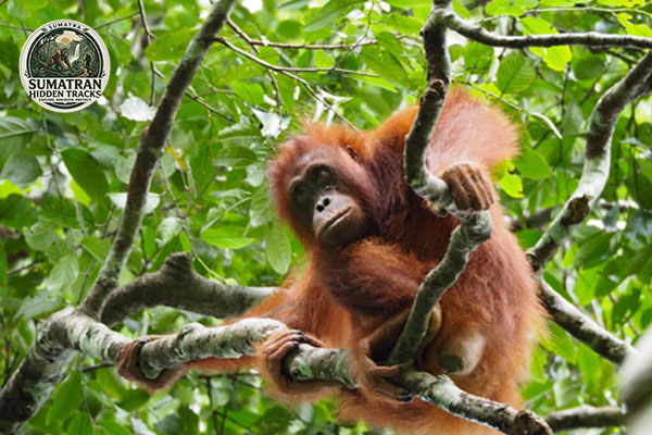 Orangutan Trekking Sumatra
