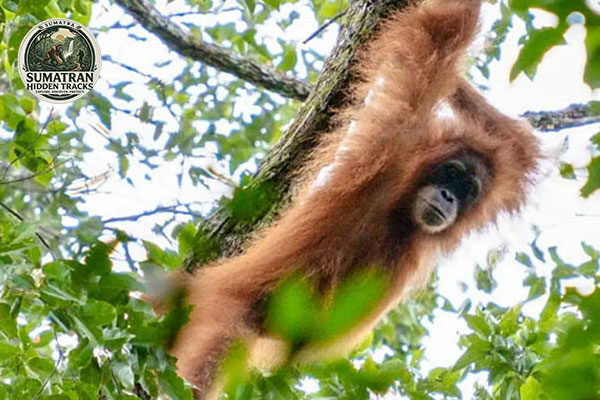 Sumatra Rainforest Adventure