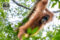 Sumatra Rainforest Adventure